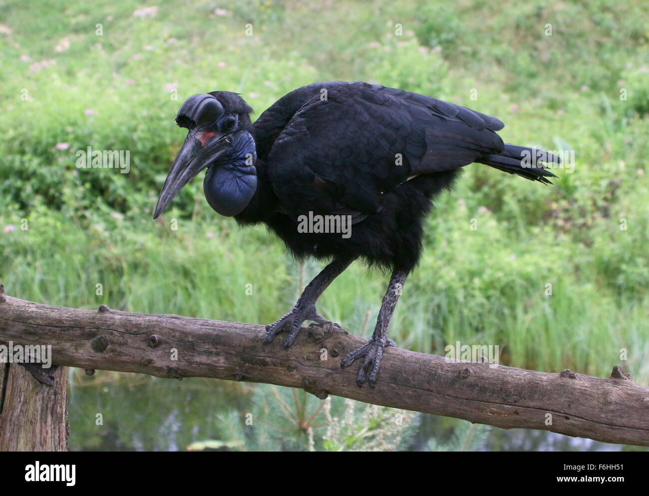 Female Abyssinian or Northern Ground hornbill (Bucorvus abyssinicus) perching on a bar Stock Photo