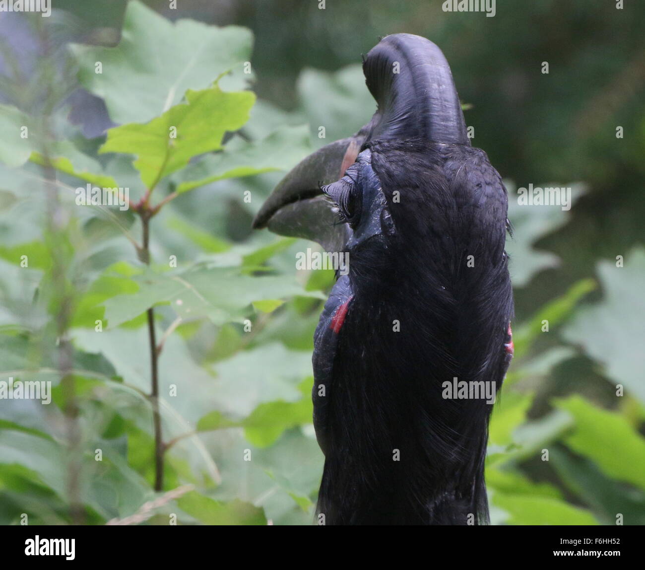 Female Abyssinian or Northern Ground hornbill (Bucorvus abyssinicus), closeup of the head, seen from behind Stock Photo