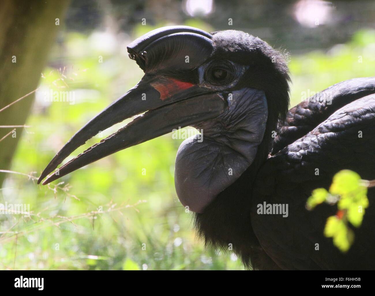 Female Abyssinian or Northern Ground hornbill (Bucorvus abyssinicus), seen in profile Stock Photo