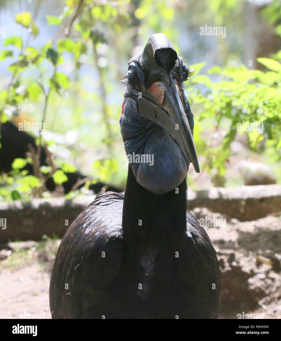 Female Abyssinian or Northern Ground hornbill (Bucorvus abyssinicus) Stock Photo