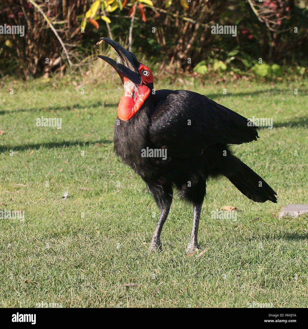 Male African Southern ground Hornbill (Bucorvus Leadbeateri) swallowing a piece of fruit Stock Photo