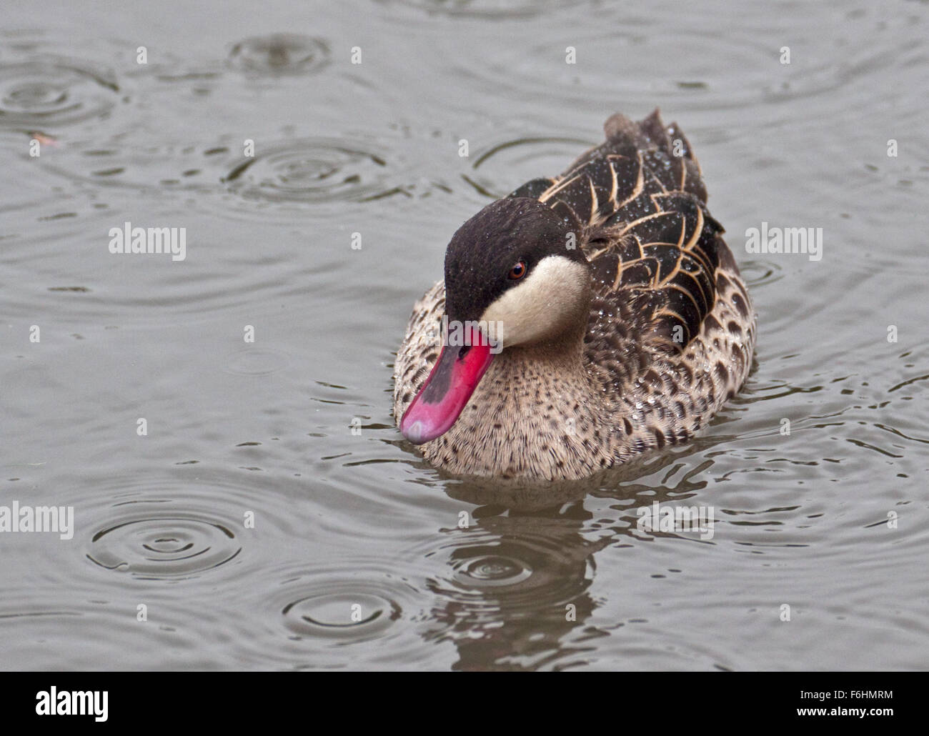 Red-Billed Pintail/Red-Billed Teal Duck (anas erythrorhyncha) Stock Photo