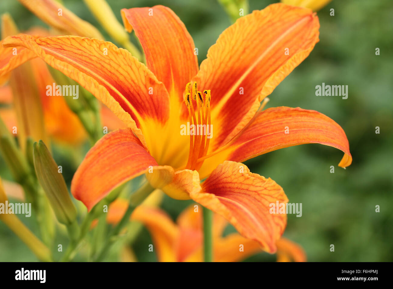 Orange day lily flowers against green grass background Stock Photo Alamy