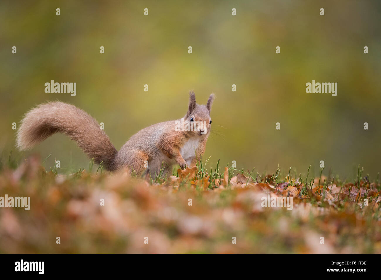 Red Squirrel (Sciurus Vulgaris) in a forest in the Cairngorms National Park, Scotland. Stock Photo