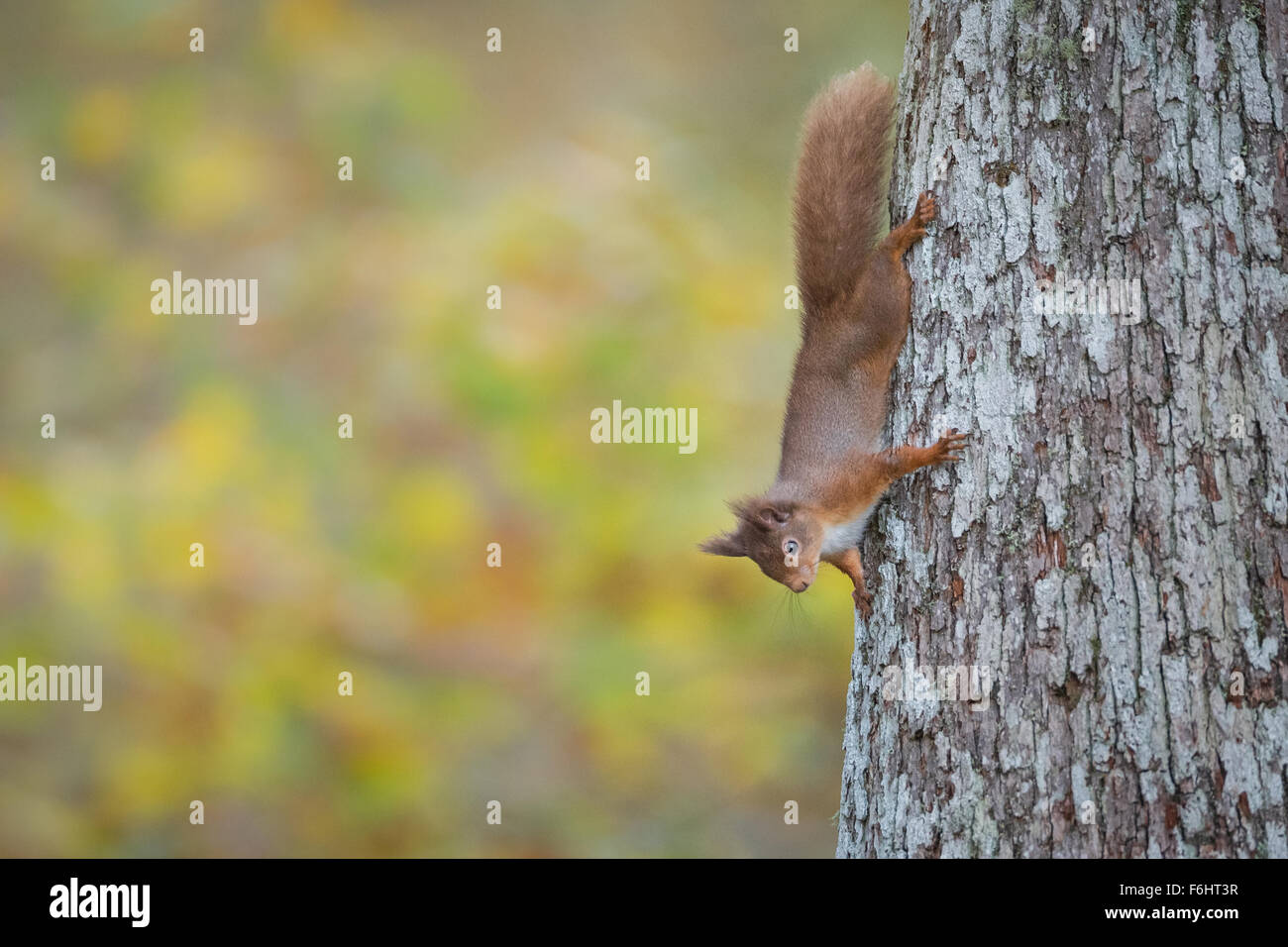 Red Squirrel (Sciurus Vulgaris) pictured clasping onto a Scots pine tree in a forest in the Cairngorms National Park, Scotland. Stock Photo