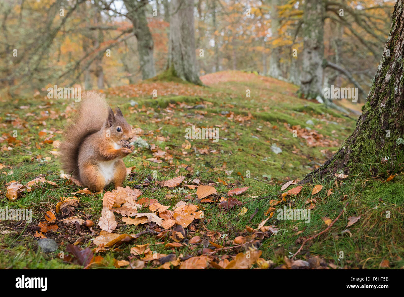 Red Squirrel (Sciurus Vulgaris) pictured eating a nut in a forest in the Cairngorms National Park, Scotland. Stock Photo