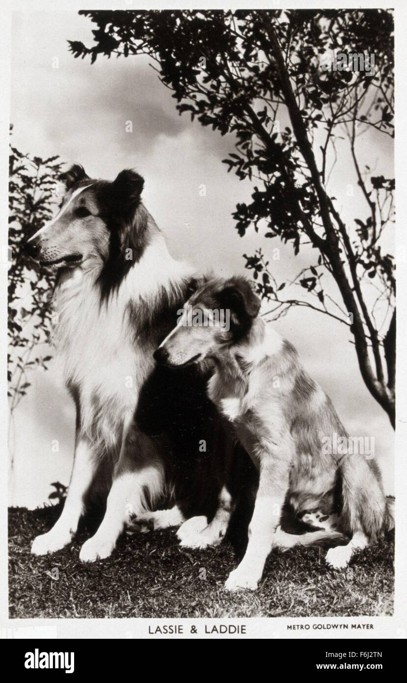 Son of Lassie (1945) - Turner Classic Movies