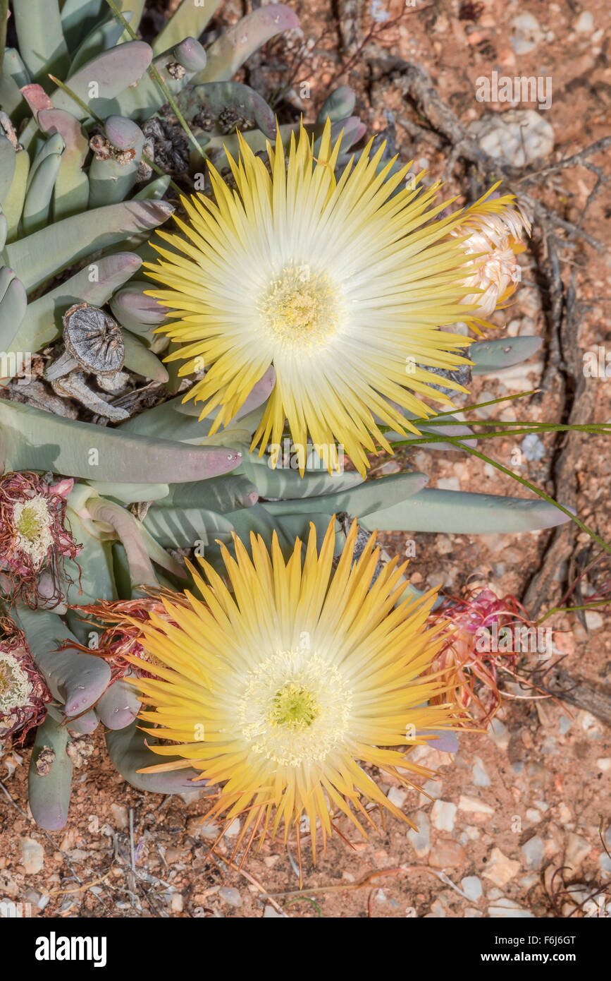 Flowers of a succulent plant in the Cephalophyllum genus in the Skilpad section of the Namaqua National Park of South Africa Stock Photo