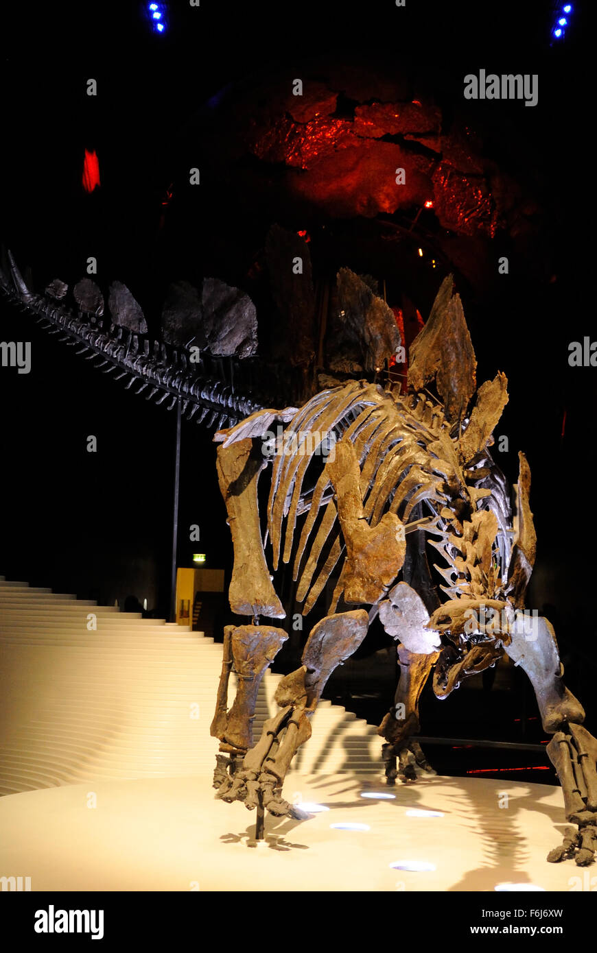 A Stegosaurus skeleton at the entrance to the Earth Hall inside the Natural History Musuem, London UK Stock Photo