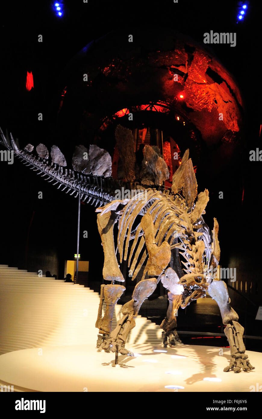 A Stegosaurus skeleton at the entrance to the Earth Hall inside the Natural History Musuem, London UK Stock Photo