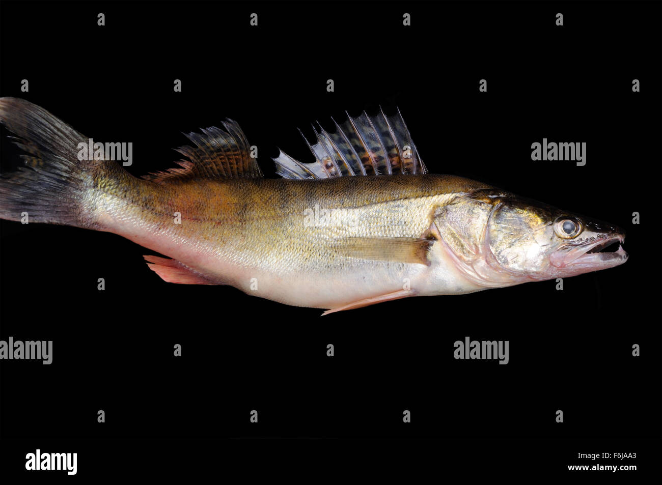 Raw fish pike perch in hands on a black background Stock Photo