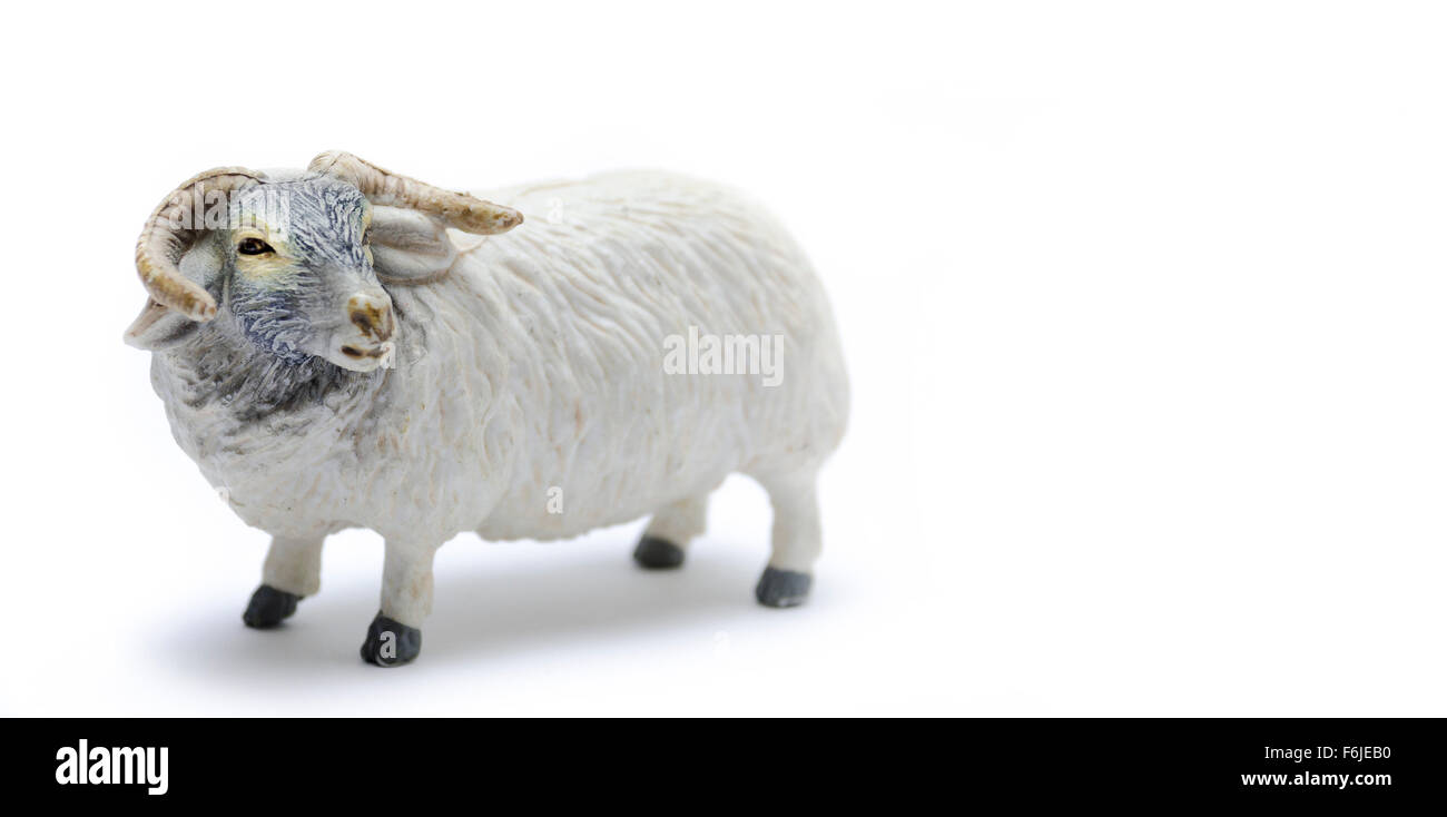 Black face sheep hi-res stock photography and images - Alamy Black face sheep hi-res stock photography and images - Alamy