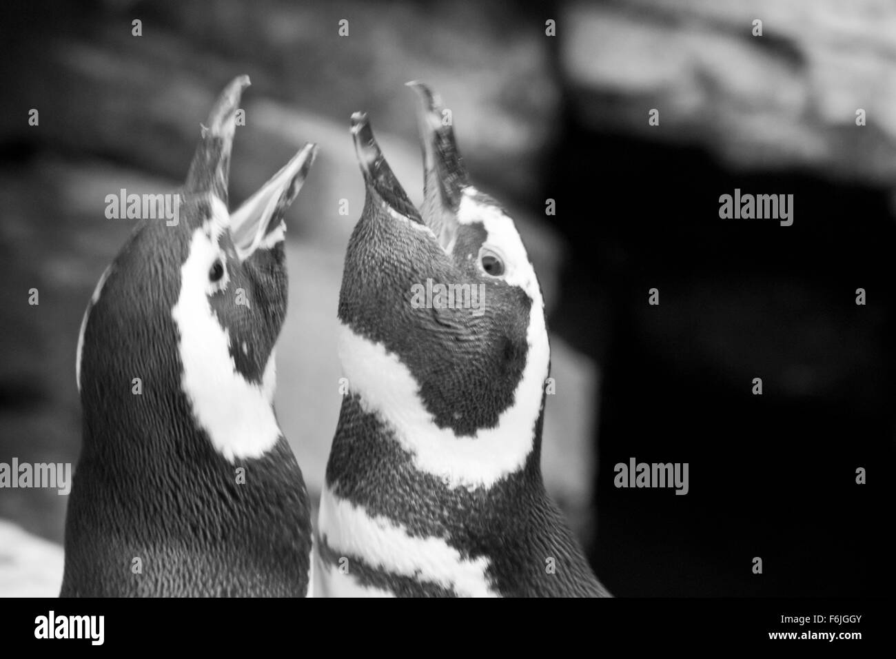 LISBON, PORTUGAL - OCTOBER 24 2014: Couple of magellanic penguins shouting at Lisbon Oceanario, in Portugal Stock Photo