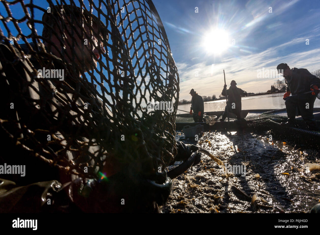 Fisherman catches carps, Traditional harvesting of Czech carp for Christmas market Pond Bosilec. South Bohemia, Czech Republic Stock Photo