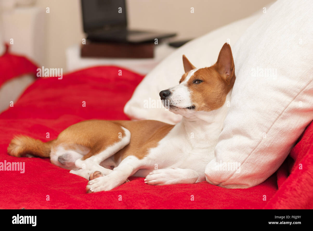 Cute basenji having rest on the luxurious cushion on the sofa Stock ...