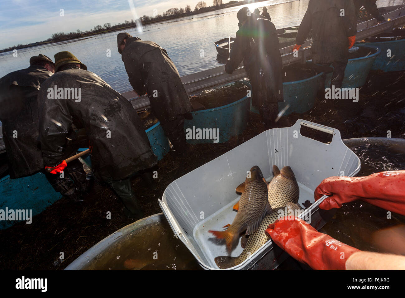 Fisherman catches carps, Traditional harvesting of Czech carp for Christmas market Pond Bosilec. South Bohemia, Czech Republic Stock Photo