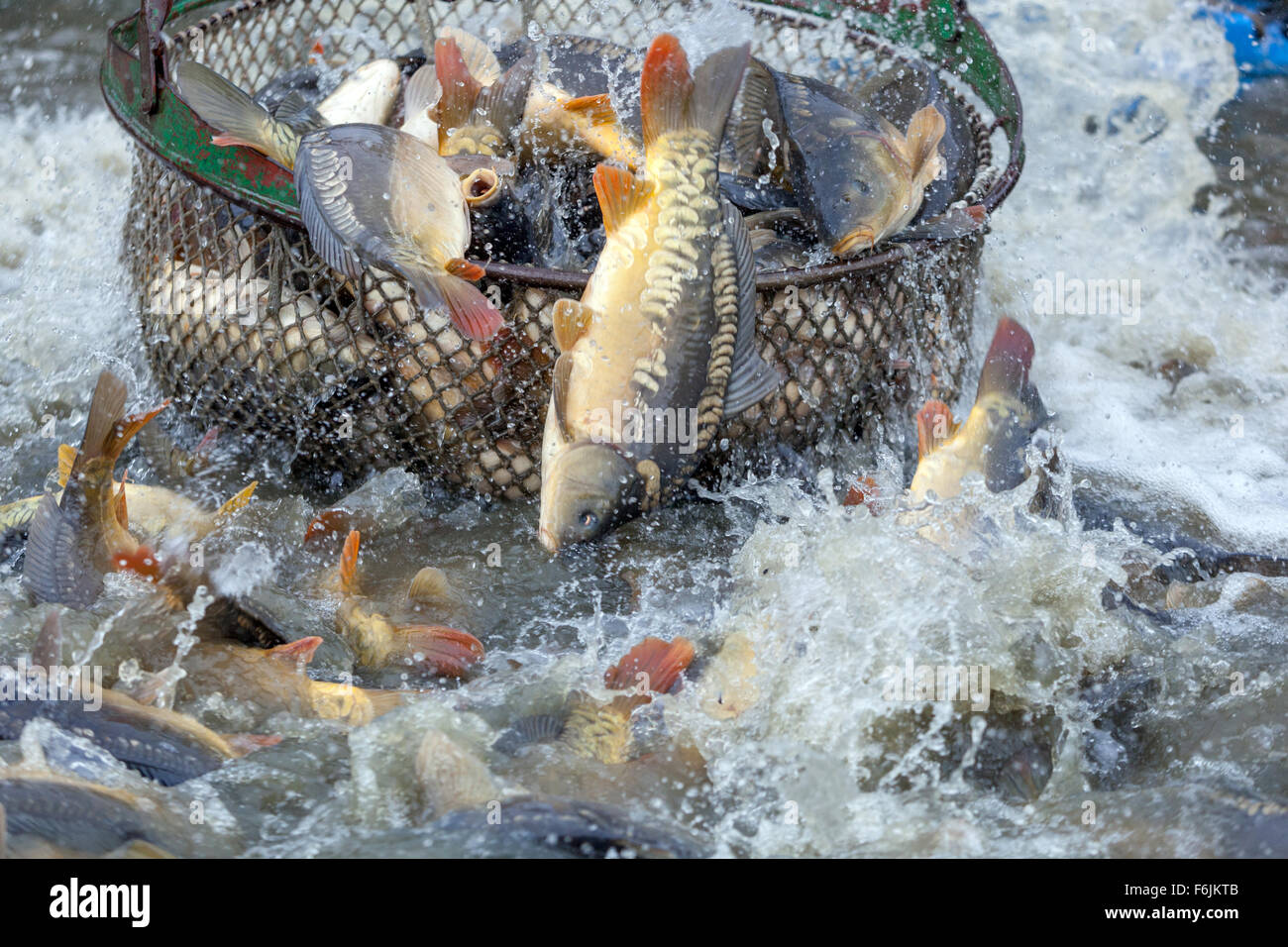 Traditional harvesting of Czech carp Catches carps Pond Bosilec. South Bohemia, Czech Republic Stock Photo