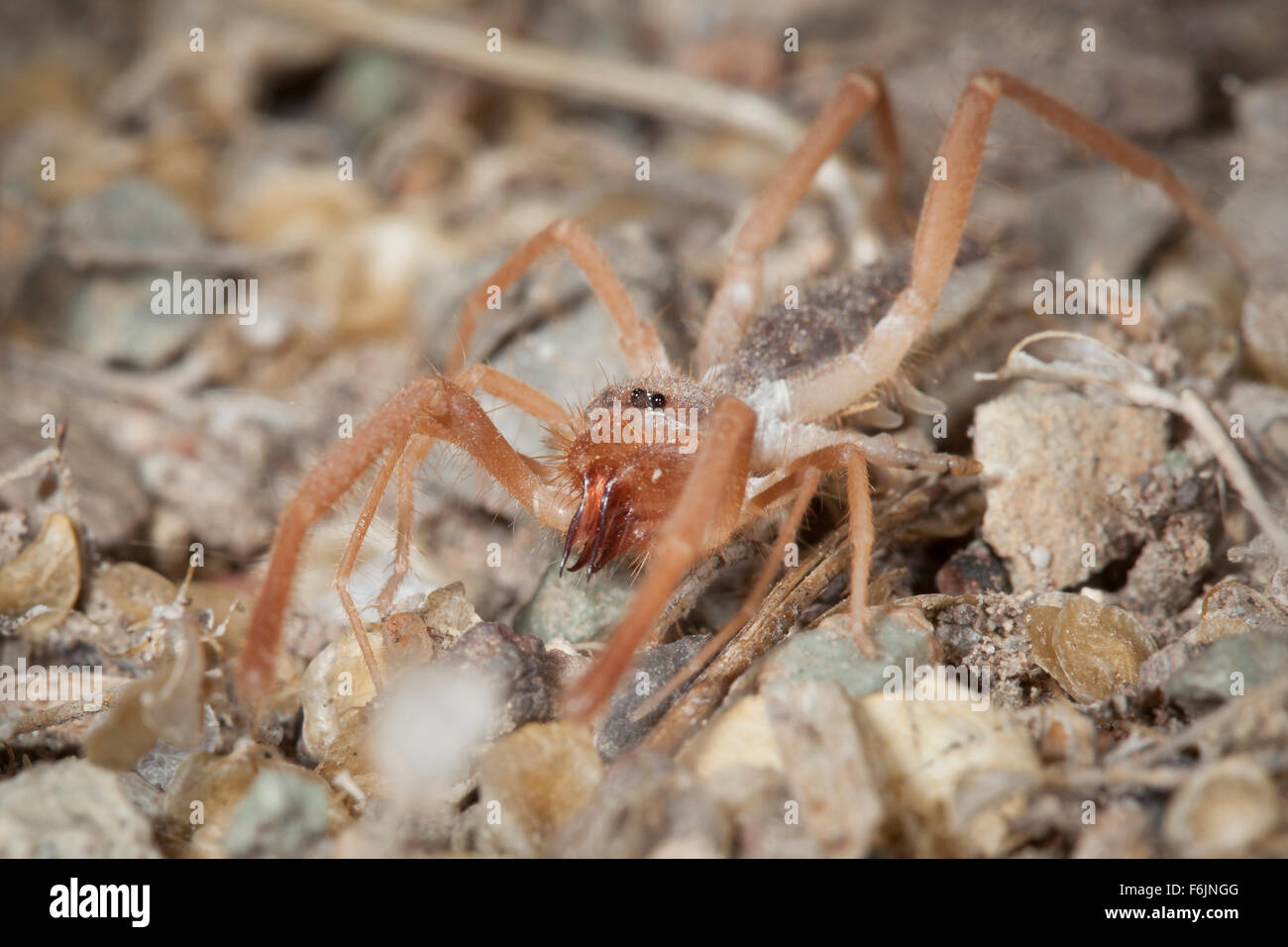A solpugid, a ravenous relative of the spider. Stock Photo