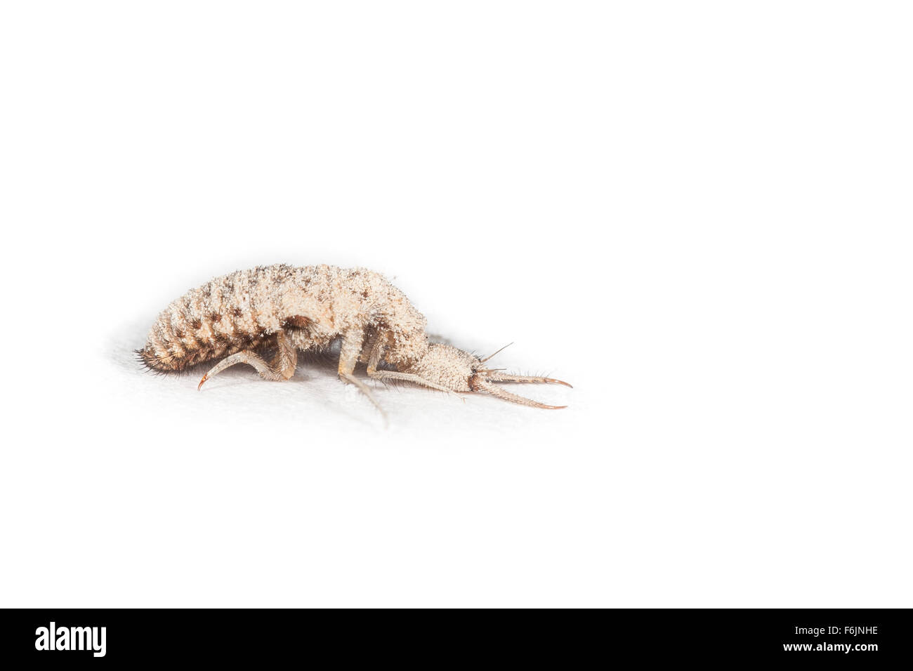 Larval ant lion (doodlebug). These insects burrow into sand and create funnels that trap ants and other insects. Photographed on a white background. Stock Photo