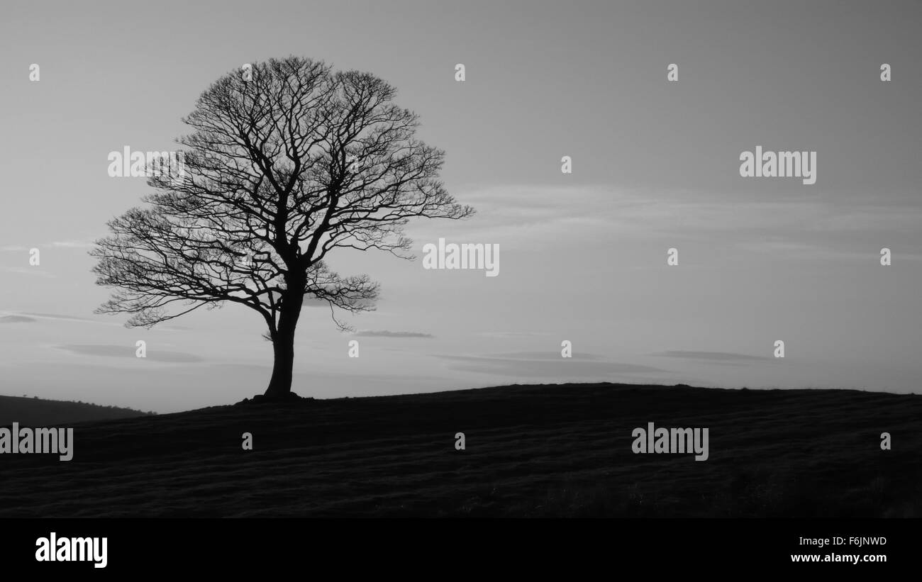 Lone tree in a Field, The Roaches Stock Photo - Alamy