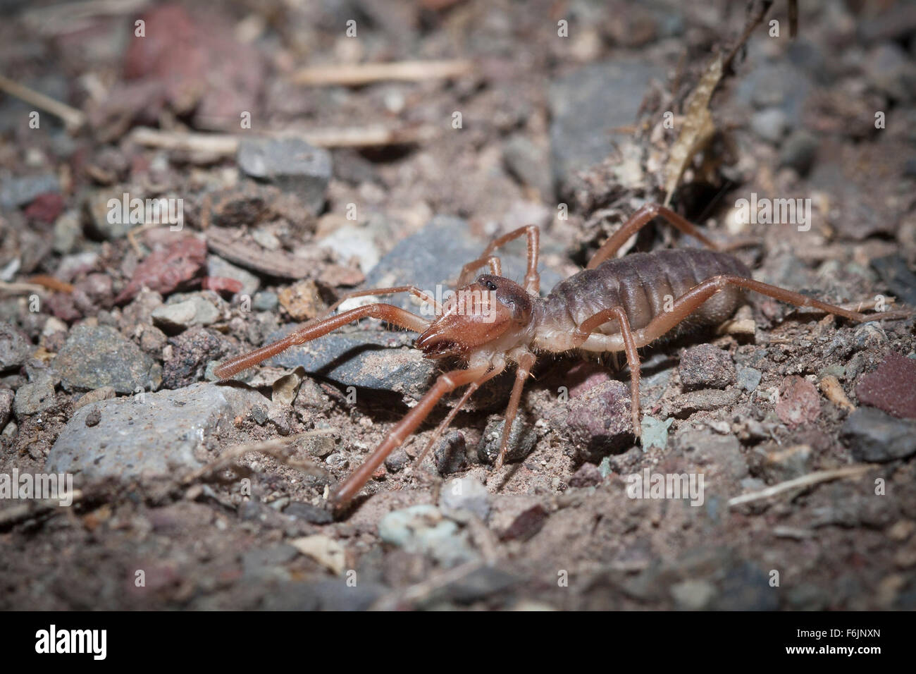 A solpugid, a ravenous relative of the spider. Stock Photo