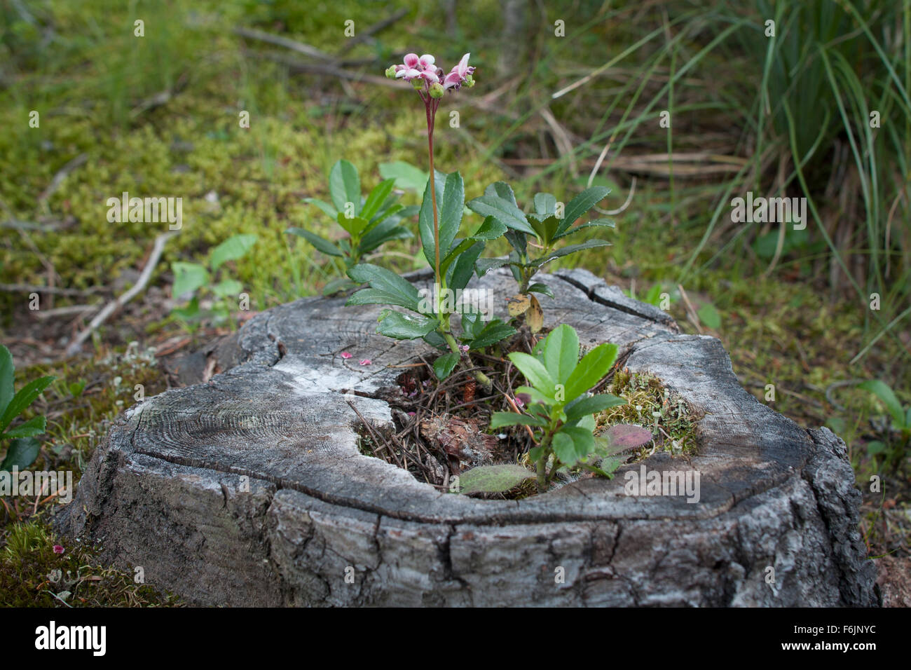 A flower sprouts out of a tree stump. Stock Photo