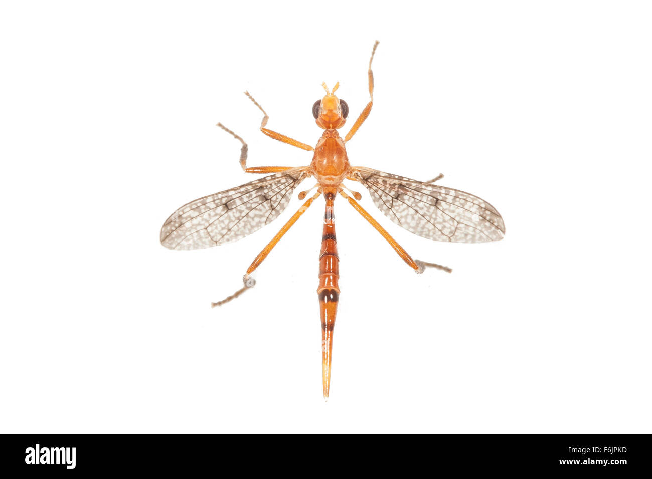 A slender fly (order Diptera) with characteristic halteres clearly visible. Photographed on a white background Stock Photo