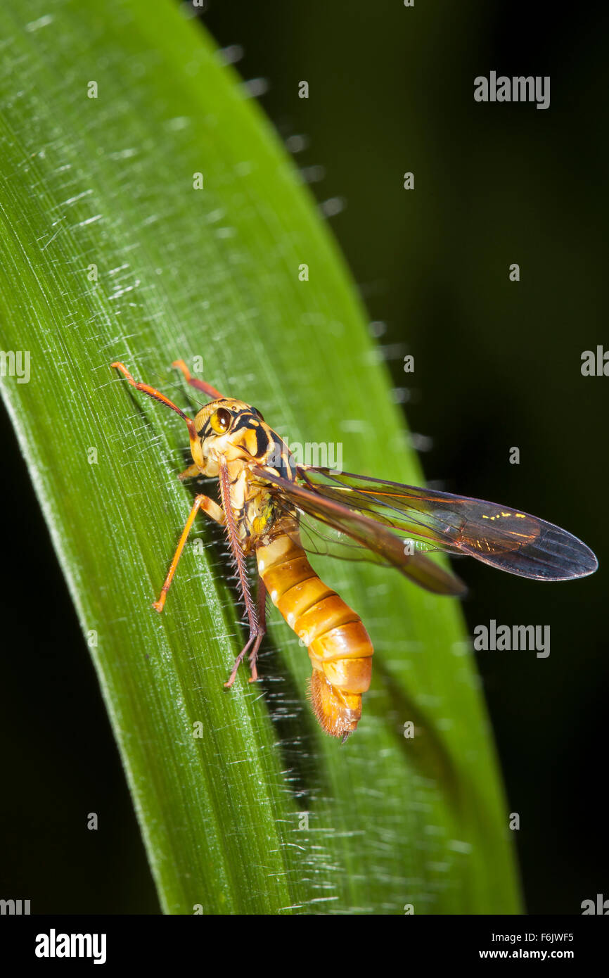 Leafhopper that strongly resembles a wasp. This is a fantastic example of Batesian mimicry. Stock Photo