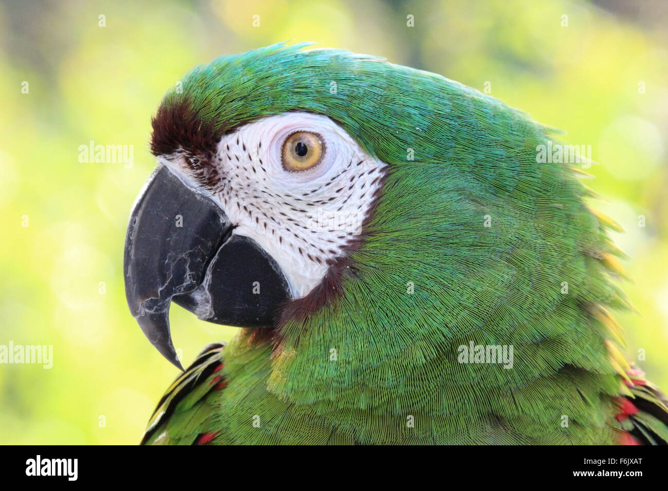 A Severe Macaw Stock Photo Alamy