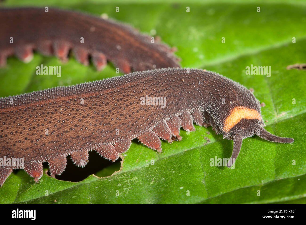 Onychophoran (aka, velvet worm). This remarkable phylum of invertebrates is most closely related to arthropods and tardigrades. Stock Photo