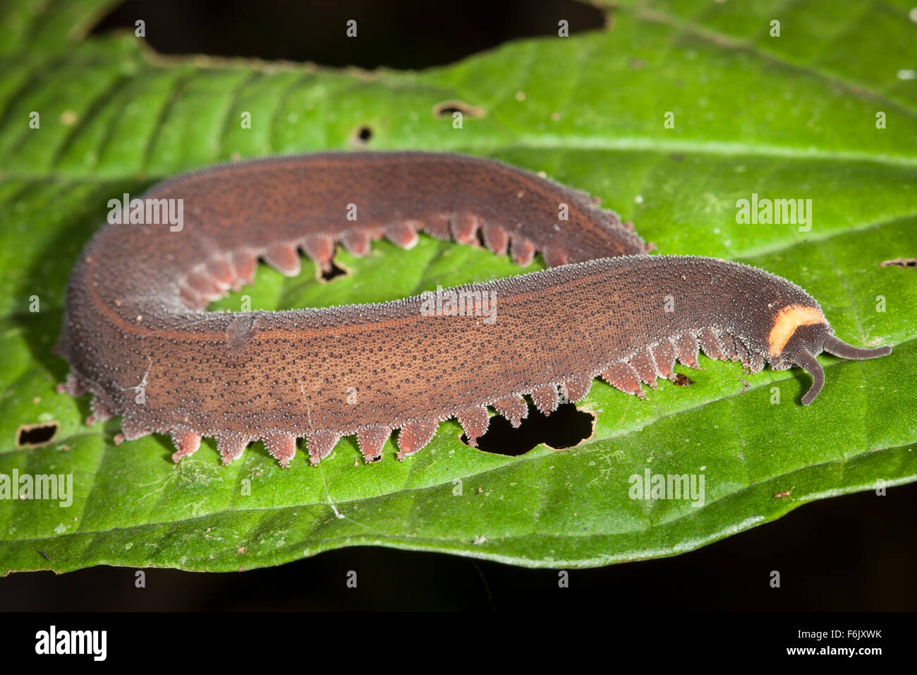Onychophoran (aka, velvet worm). This remarkable phylum of invertebrates is most closely related to arthropods and tardigrades. Stock Photo