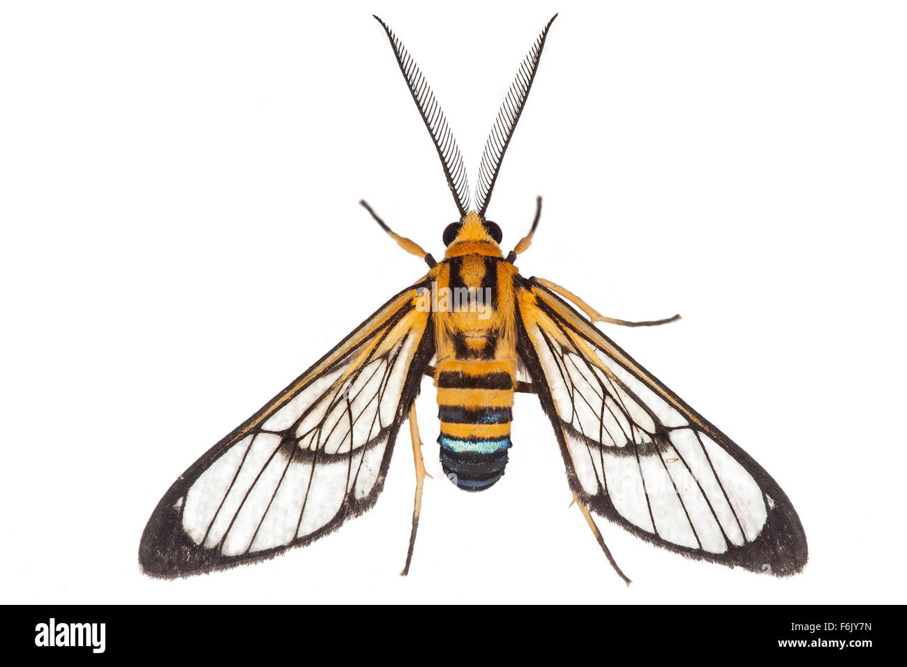 This moth is a wasp mimic - a classic example of Batesian mimicry.  Photographed on a white background. Stock Photo