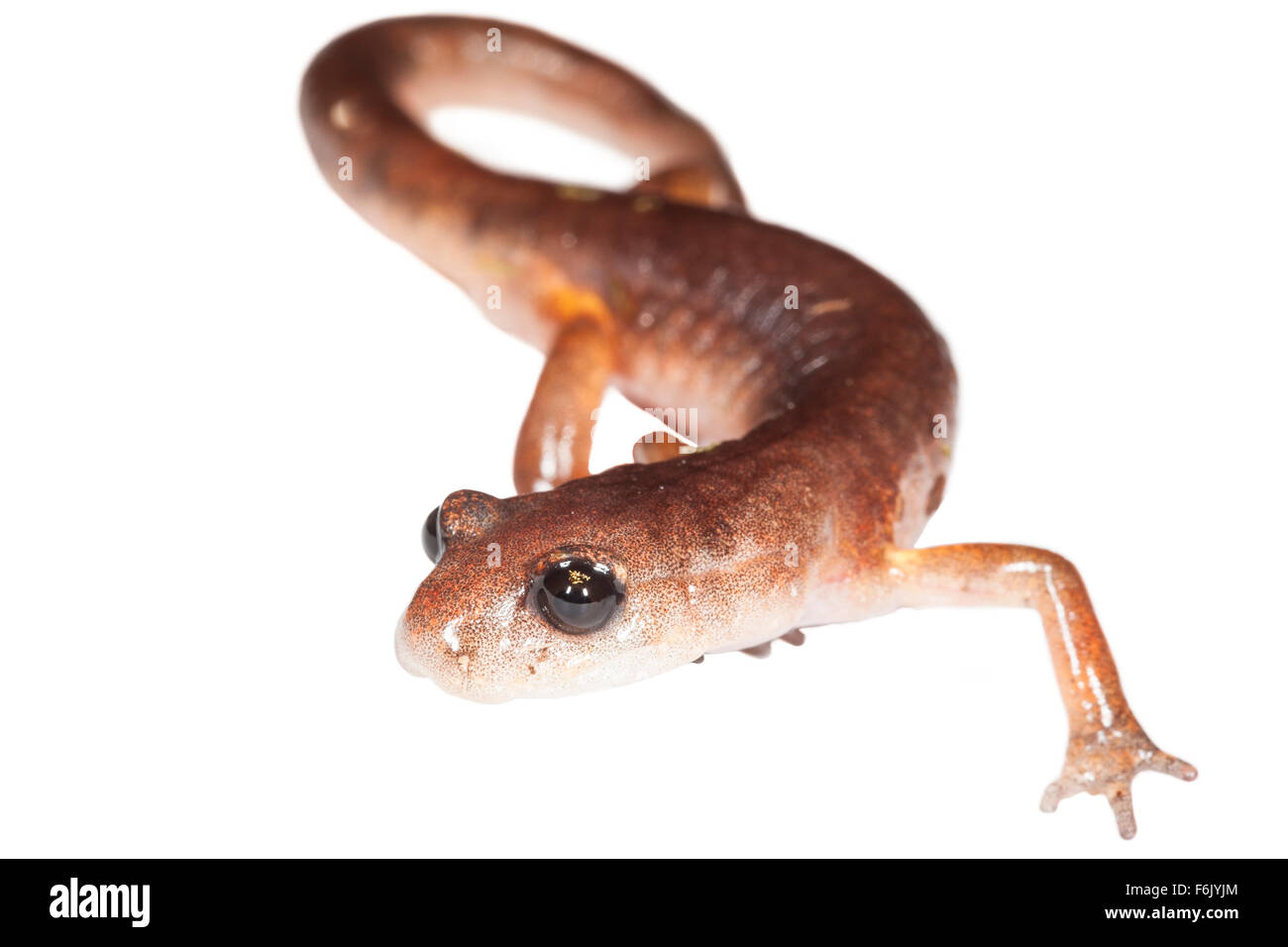 An Oregon ensatina salamander (Ensatina eschscholtzii oregonensis