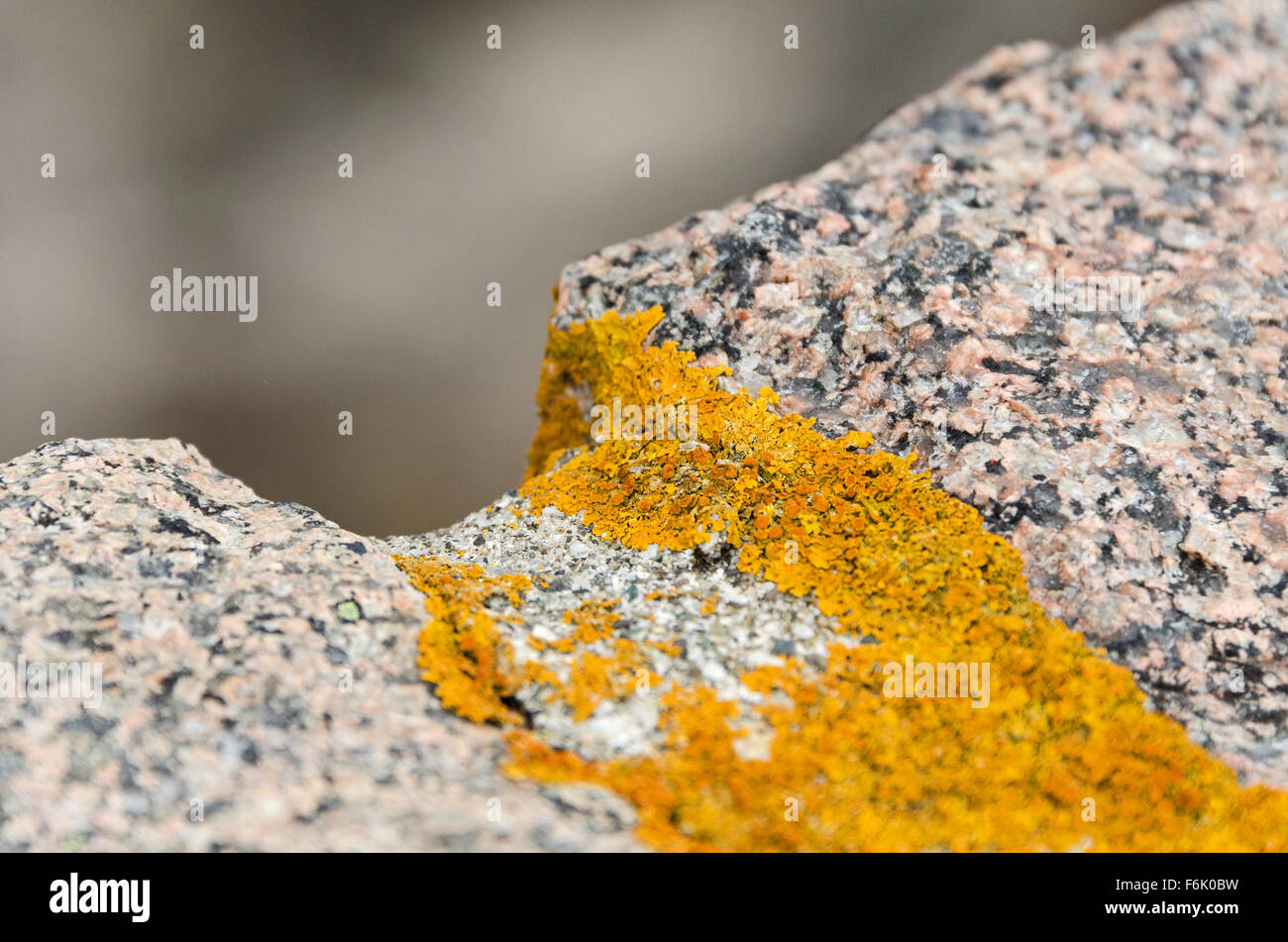 Xanthoria parietina lichen growing on a granite coping stone on the Otter Cove Causeway, Acadia National Park, Maine. Stock Photo