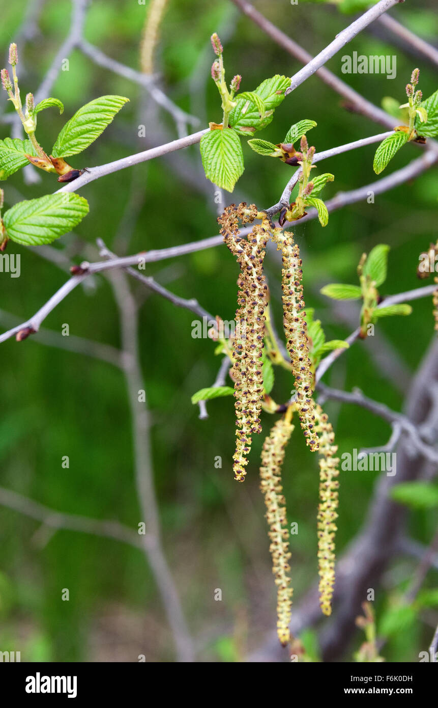 Male catkins, budding female cones, and unfurling leaves on a Speckled Alder (Alnus incana), Acadia National Park, Maine. Stock Photo