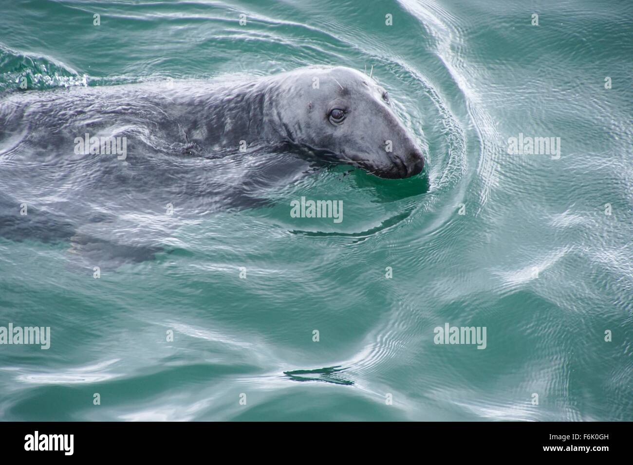 Atlantic Grey Seal swimming at Chatham Harbour, Cape Cod, Massachusetts USA Stock Photo