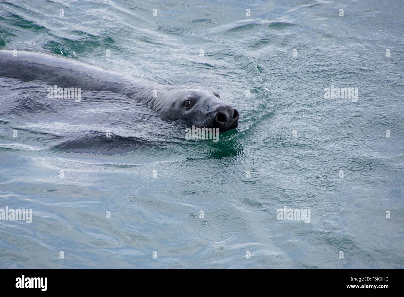 Atlantic Grey Seal swimming at Chatham Harbour, Cape Cod, Massachusetts USA Stock Photo
