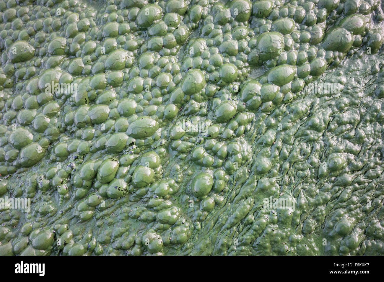 Thick algal mat at Lonar lake, India. Stock Photo