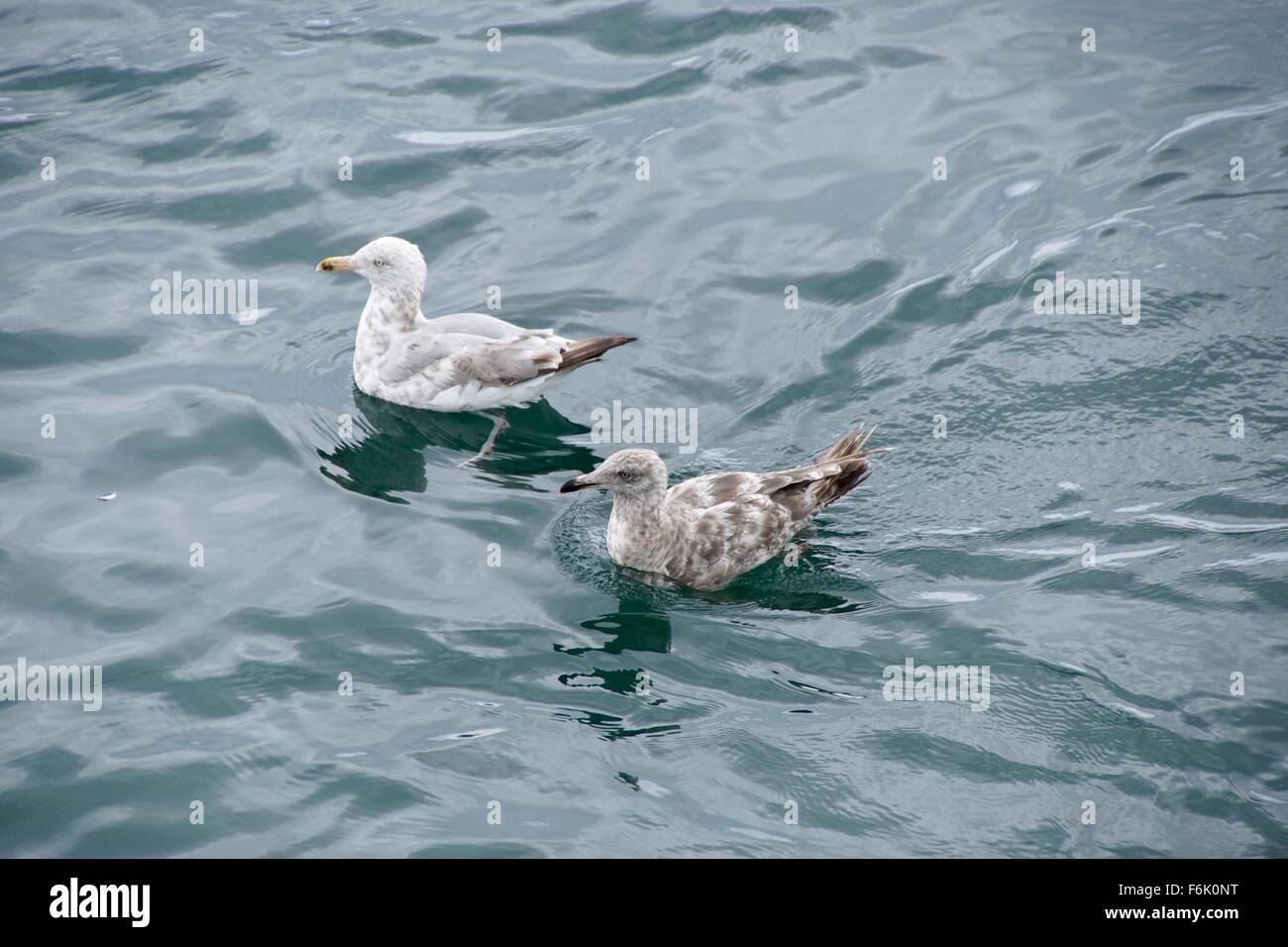 Herring Gulls at Chatham Harbour, Cape Cod, Massachusetts USA Stock Photo