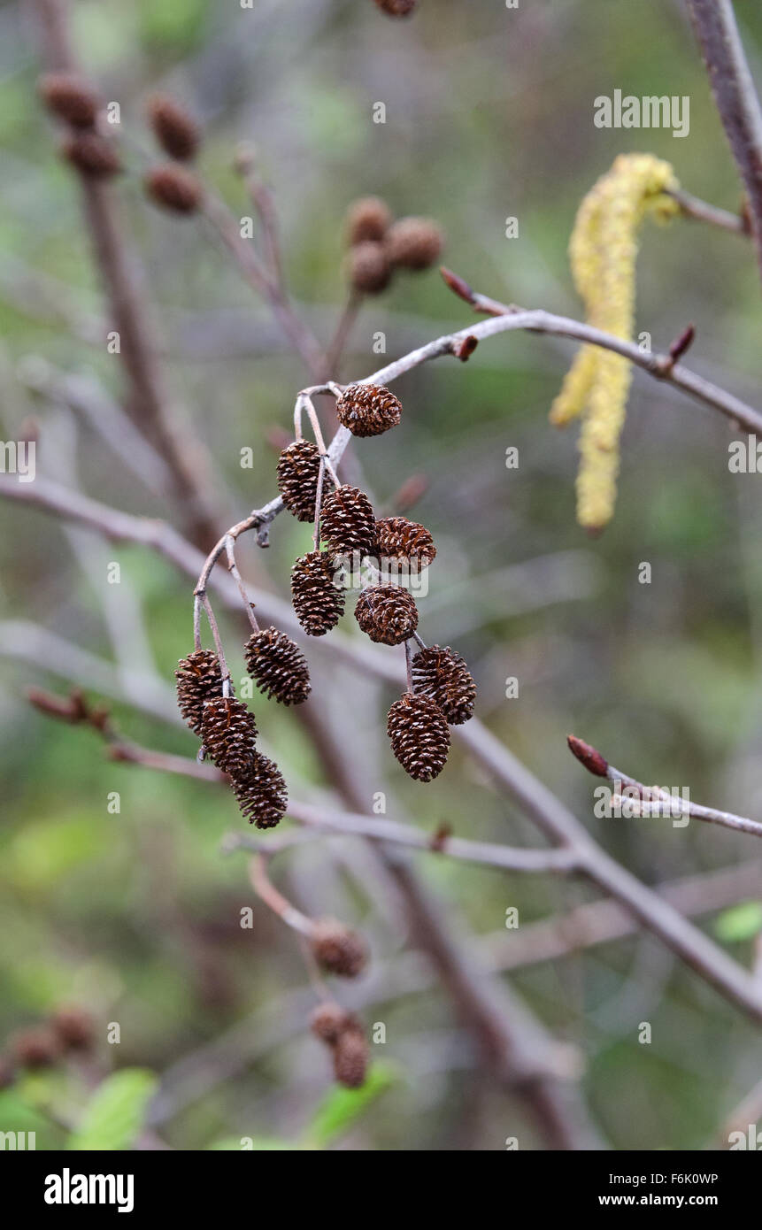 Last year's female cones, with male catkins in the background, on a Speckled Alder (Alnus incana), Acadia National Park, Maine. Stock Photo