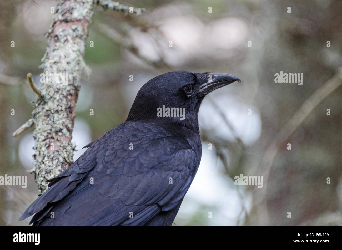 Close-up of an American Crow (Corvus brachyrhynchos), Acadia National ...