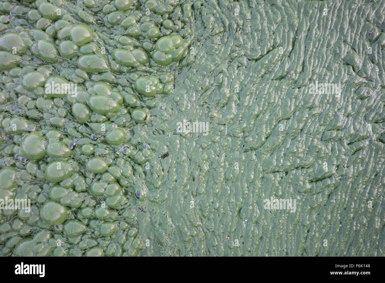 Thick algal mat at Lonar lake, India Stock Photo Alamy