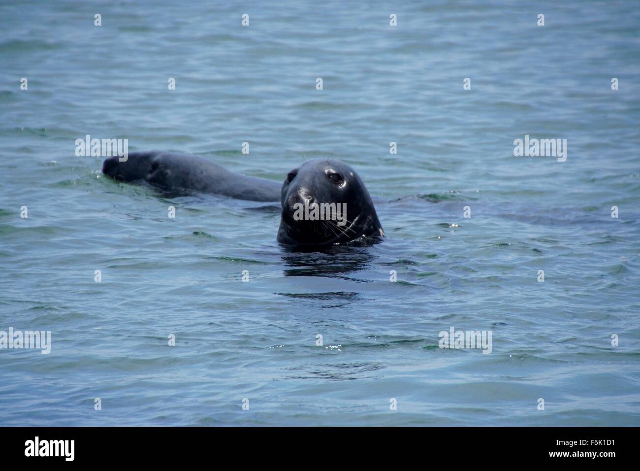 Atlantic Grey Seals swimming in Chatham Harbour waiting for fish from the fishing boats Stock Photo