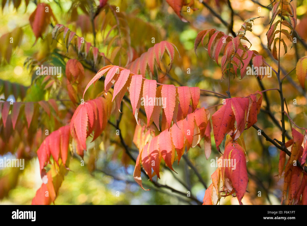 Rhus succedanea leaves in Autumn. Stock Photo