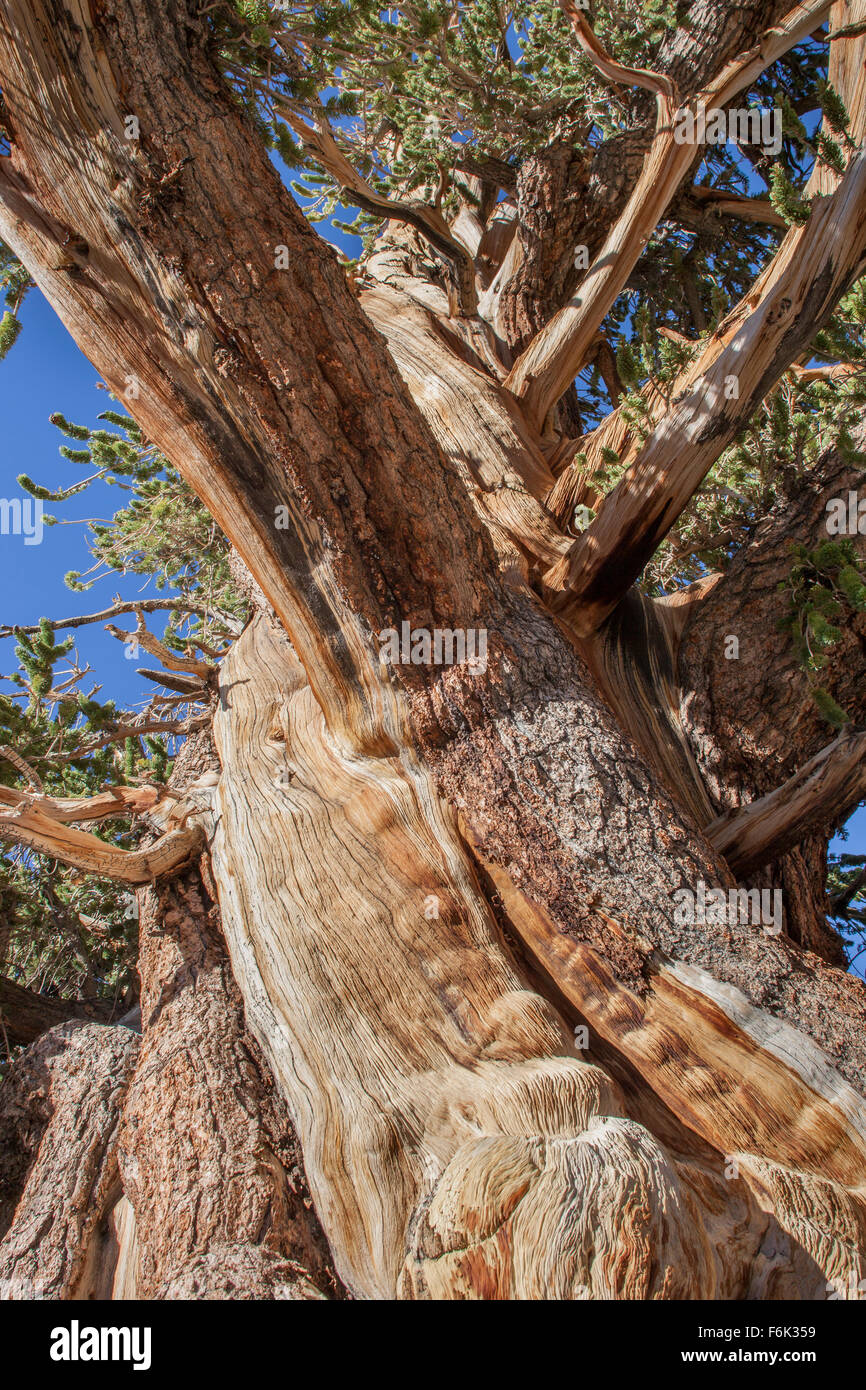 Ancient bristlecone pine. Ancient Bristlecone Pine Forest, California, USA. Stock Photo