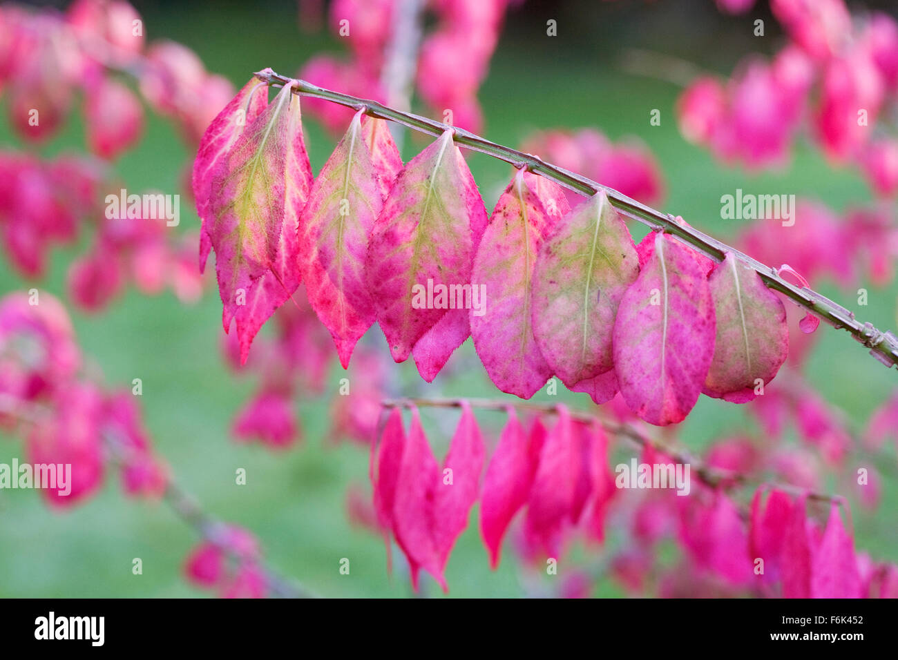 Euonymus alatus leaves in Autumn. Winged spindle tree. Stock Photo
