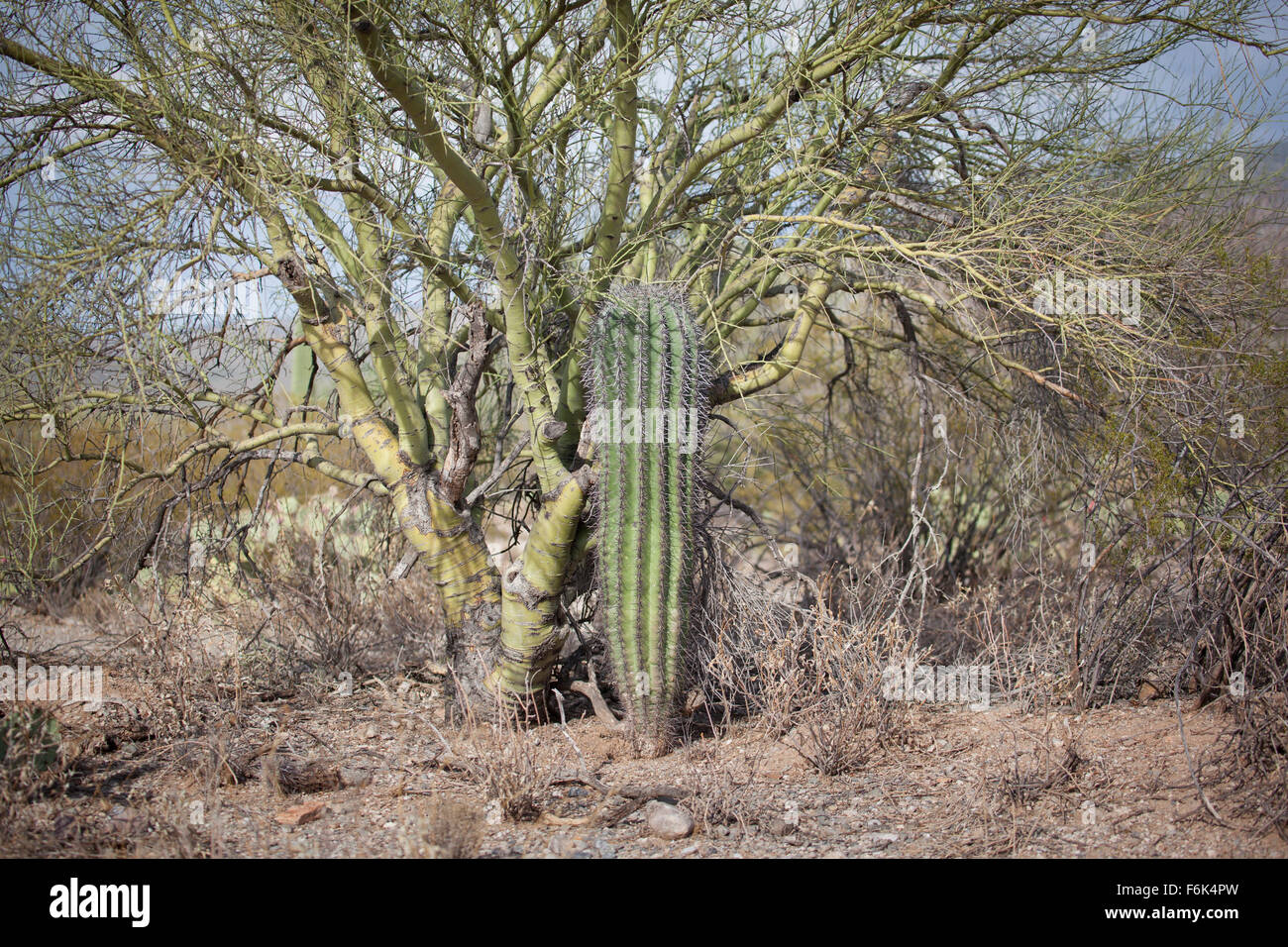 An excellent example of a nurse tree this saguaro cactus survived the