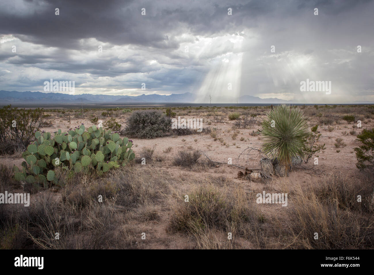 Crepuscular rays piercing through the clouds of an incoming storm in a New Mexican desert. Stock Photo