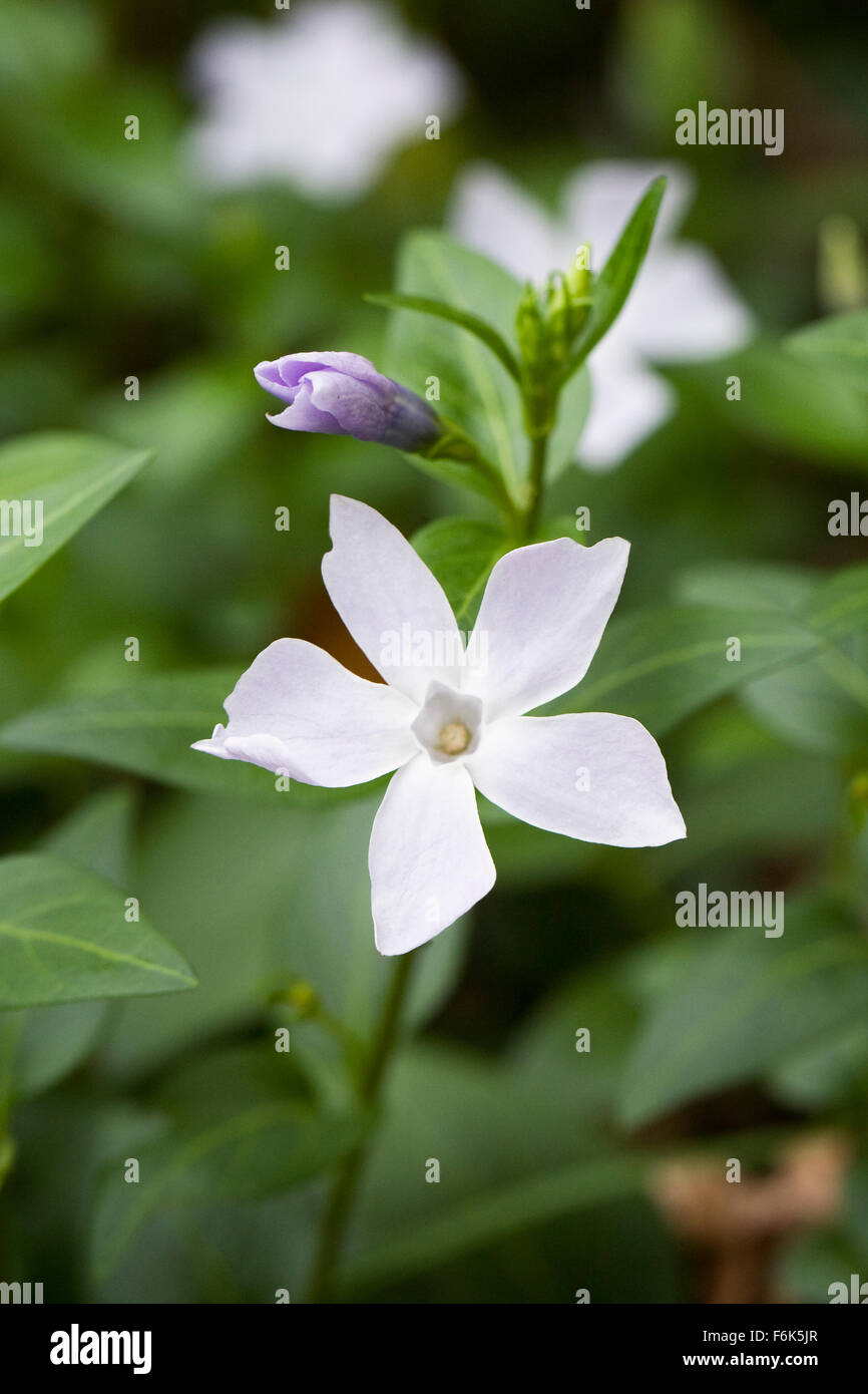 White flowered Vinca minor. Lesser periwinkle Stock Photo Alamy