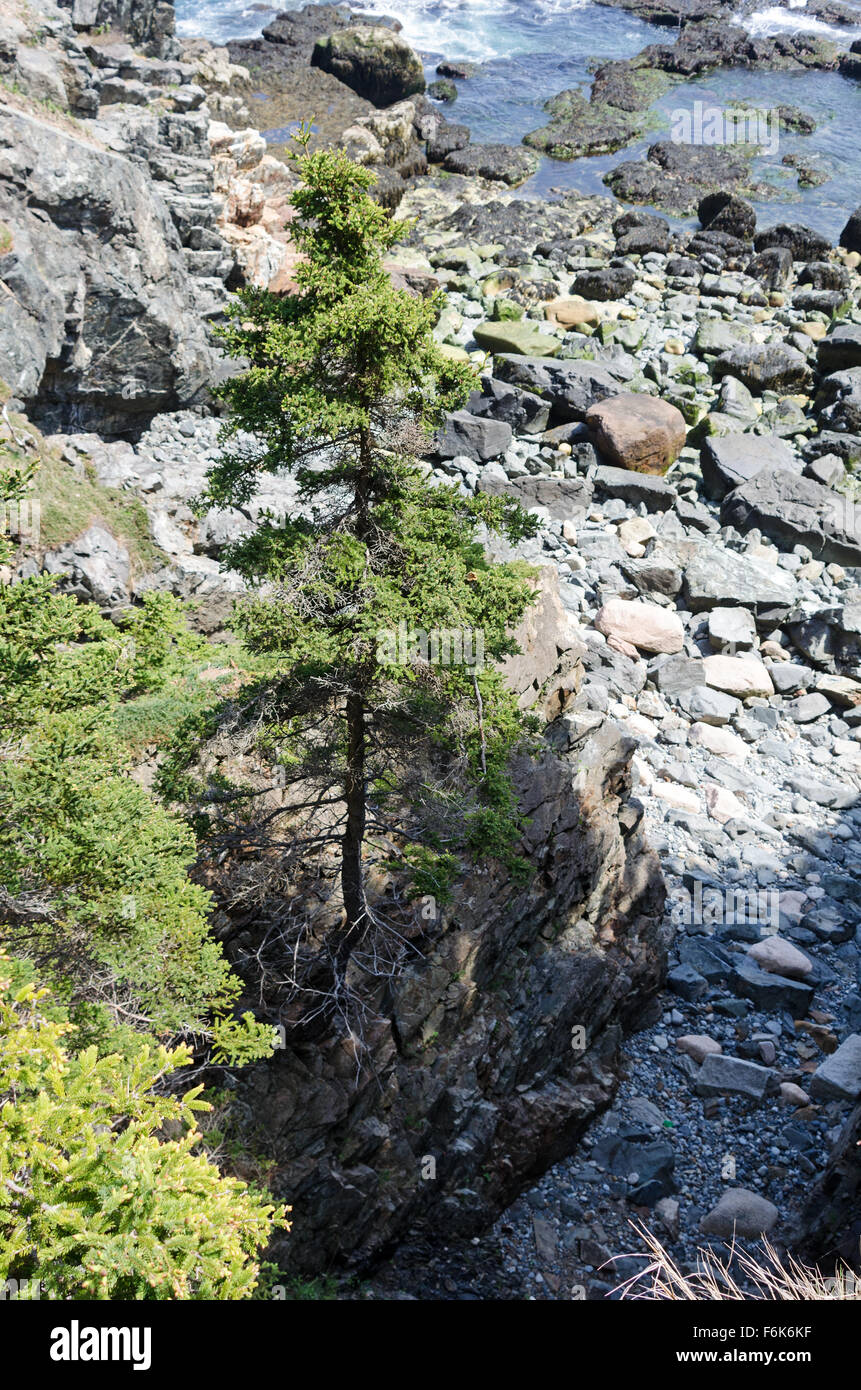 Spruce tree growing at the base of a cliff, viewed from above, Acadia National Park, Maine. Stock Photo